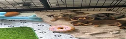 Dachshund dogs for sale: 🐾Mini Dachshund x Chihuahua (Chiweenie) - Advert 11