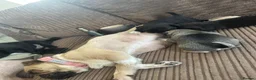 Pug dogs for sale: Pure bred Pug puppies  in Exeter - Advert 3