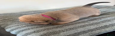 Mixed Breed 9