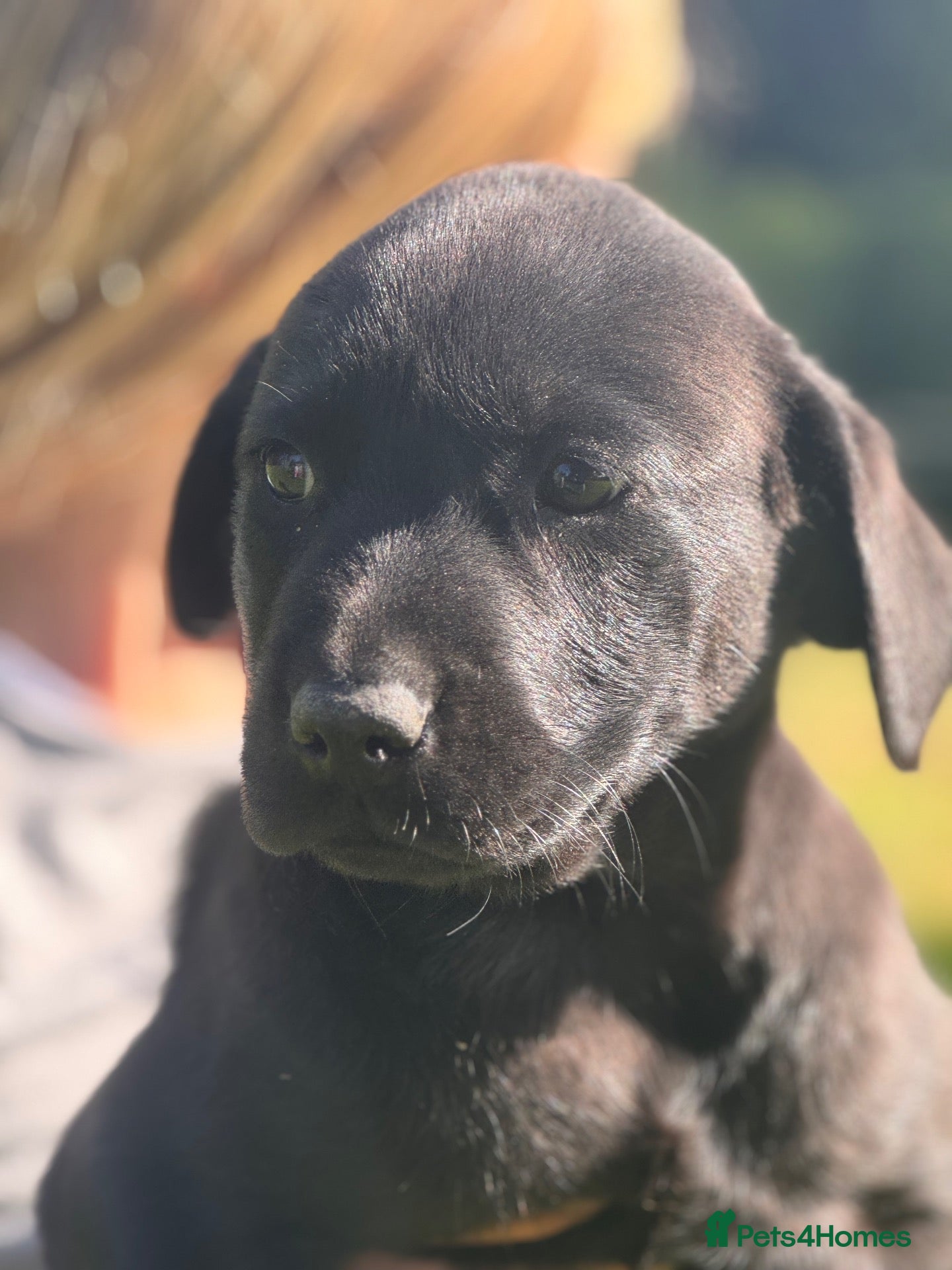 Labrador Retriever dogs Beautiful Kennel Club Registered Labradors Puppies - Advert 1