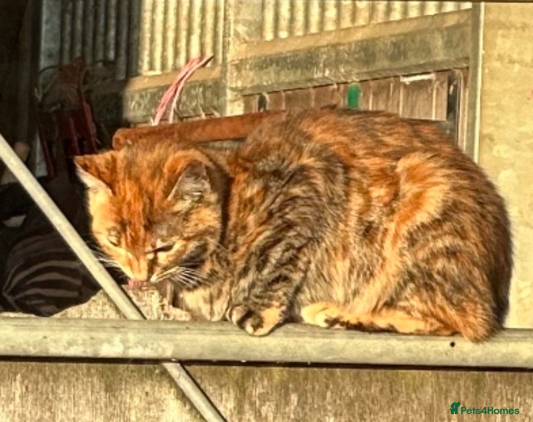Bengal cats for sale: Part Bengal beautiful kittens in Bury Saint Edmunds - Image 11