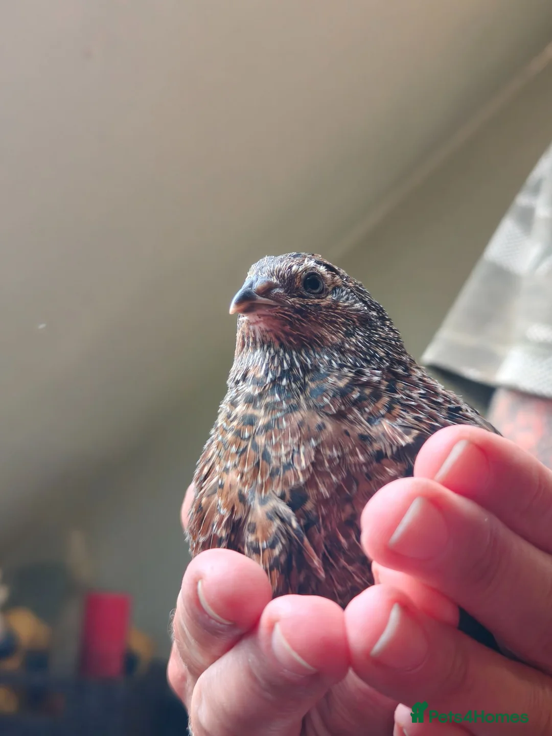 Quail poultry for sale: Free to good home, Cortunix males. - Advert 1