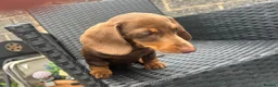 Miniature Dachshund dogs for sale: Beautiful Miniature Dachshund KC Registered  in Brentwood - Advert 6