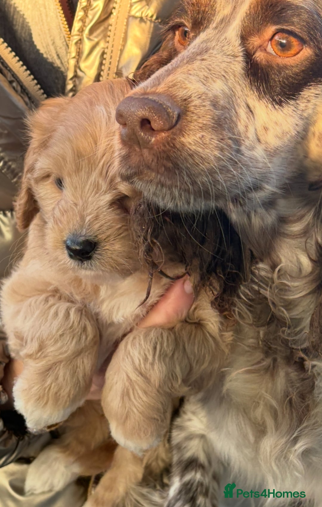 Cockapoo dogs for sale: Cockerpoo pup - Image 4