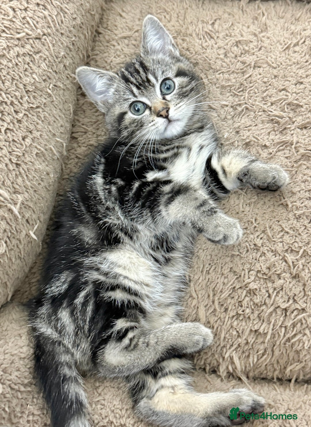 Mixed Breed cats for sale: GORGEOUS KITTENS  - Advert 16