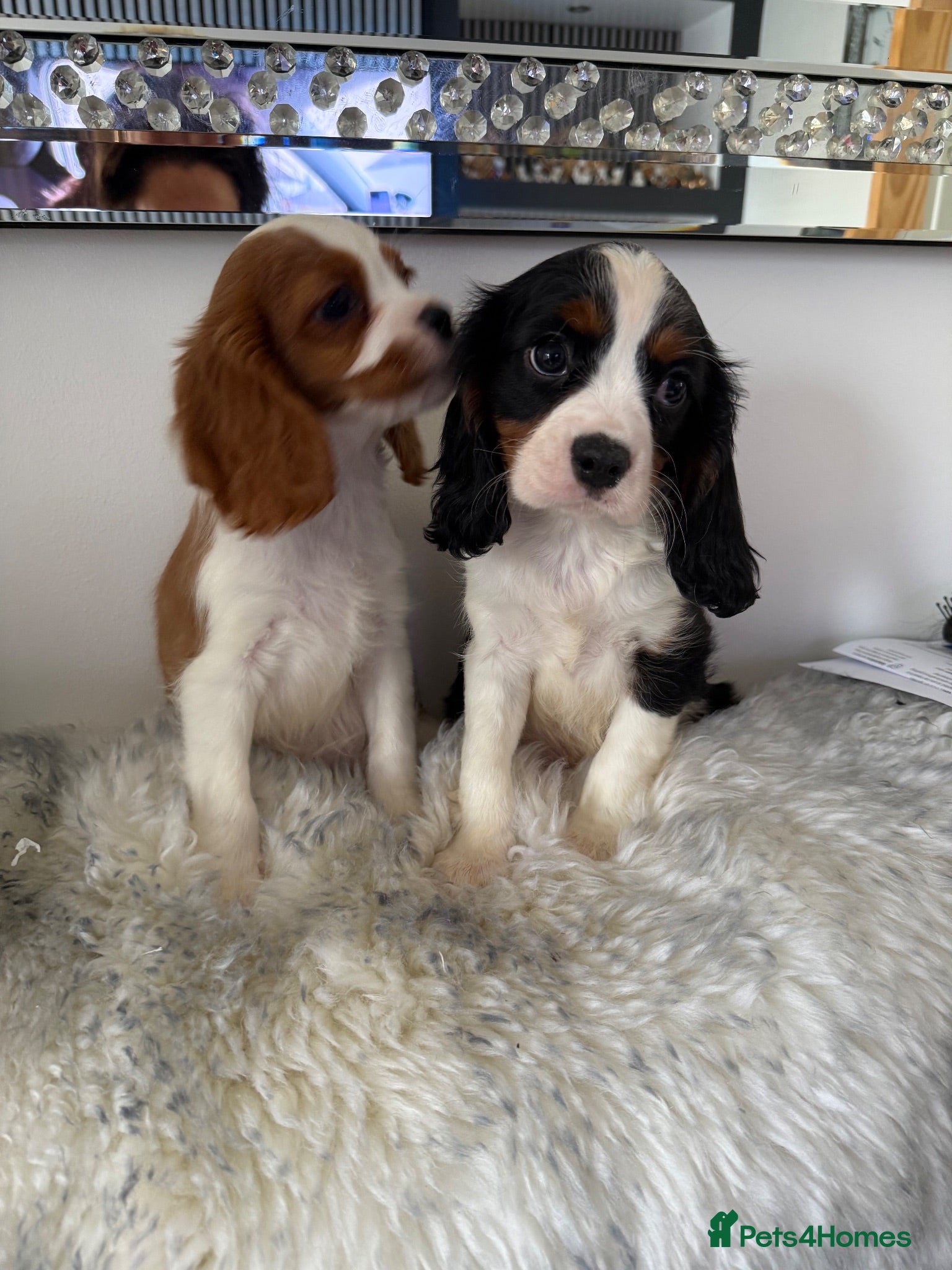 Cavalier King Charles Spaniel dogs 🐶Kc cavalier dna clear puppies 🐶2  boys left - Advert 2