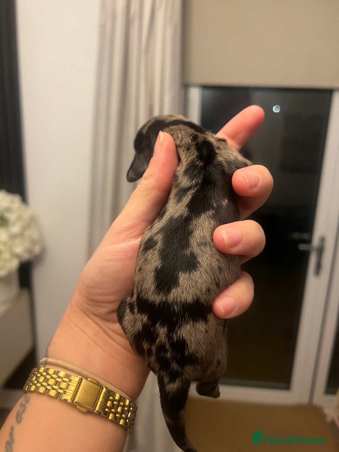 Miniature Dachshund dogs for sale: Just born, miniature dachshunds, boys & girls - Advert 2