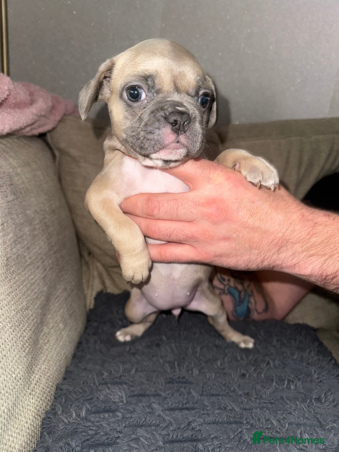 French Bulldog dogs for sale: Litter of mixed colour French bulldog puppies  - Advert 36