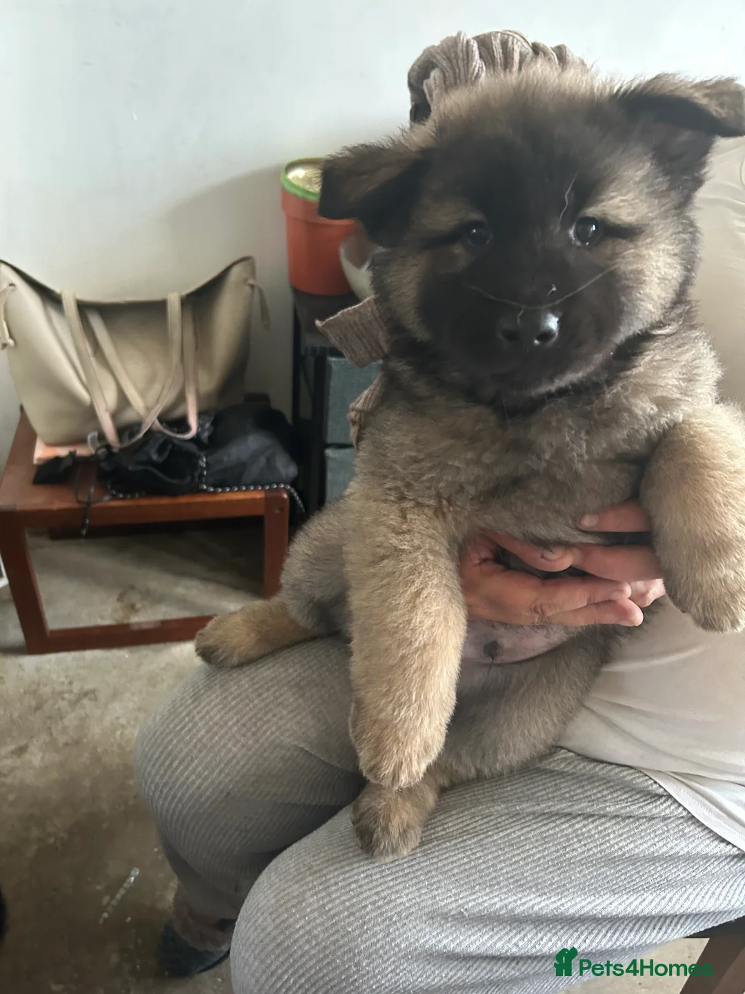 Mixed Breed dogs for sale: Female named bella - Advert 2