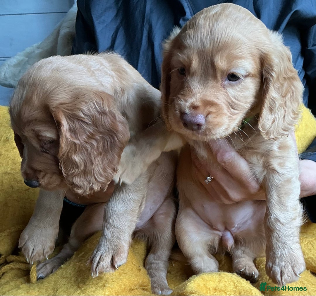 Cocker Spaniel dogs for sale: 5 Beautiful Working Cocker Spaniel Puppies  - Image 2