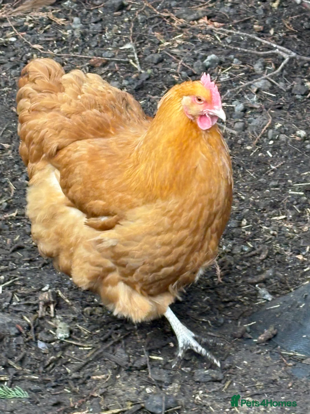 Chickens poultry for sale: Buff orpington chicks day old to 2 weeks old - Advert 3