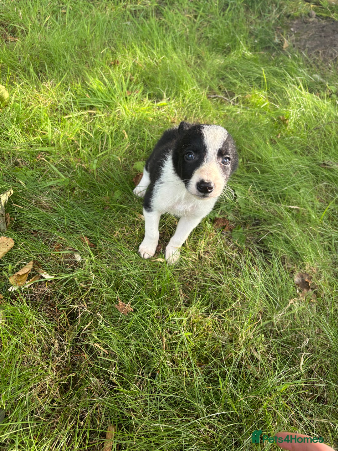 Border Collie dogs for sale: Border collie puppies for sale - Image 3