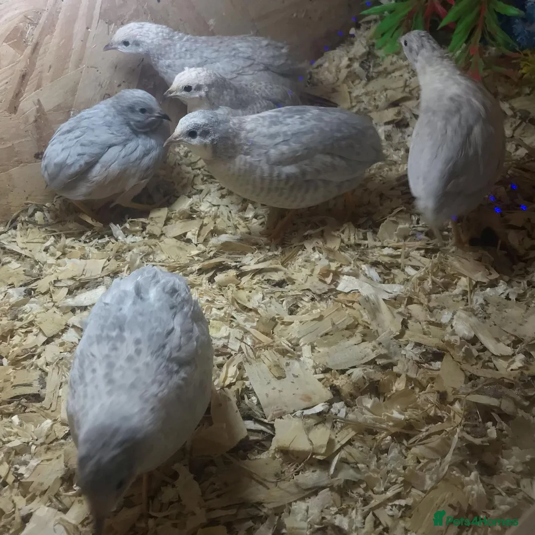 Quail poultry for sale: QUAIL EGGS/CHINESE PAINTED BUTTONS ! - Advert 28