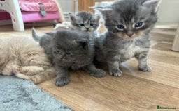 Maine Coon cats for sale: 3/4 maine coon kittens - Image 12