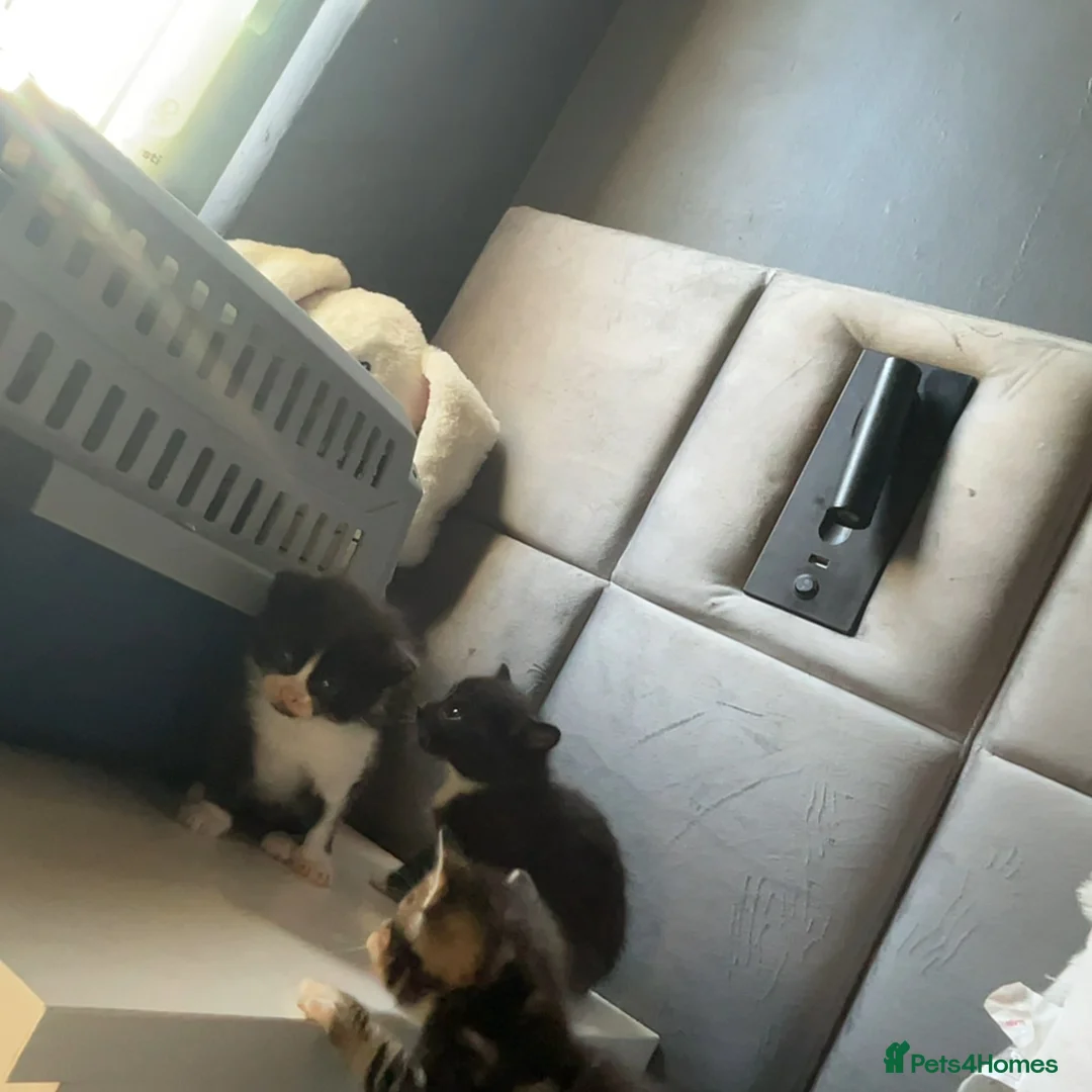 Mixed Breed cats for sale: Tigers angels - Advert 2