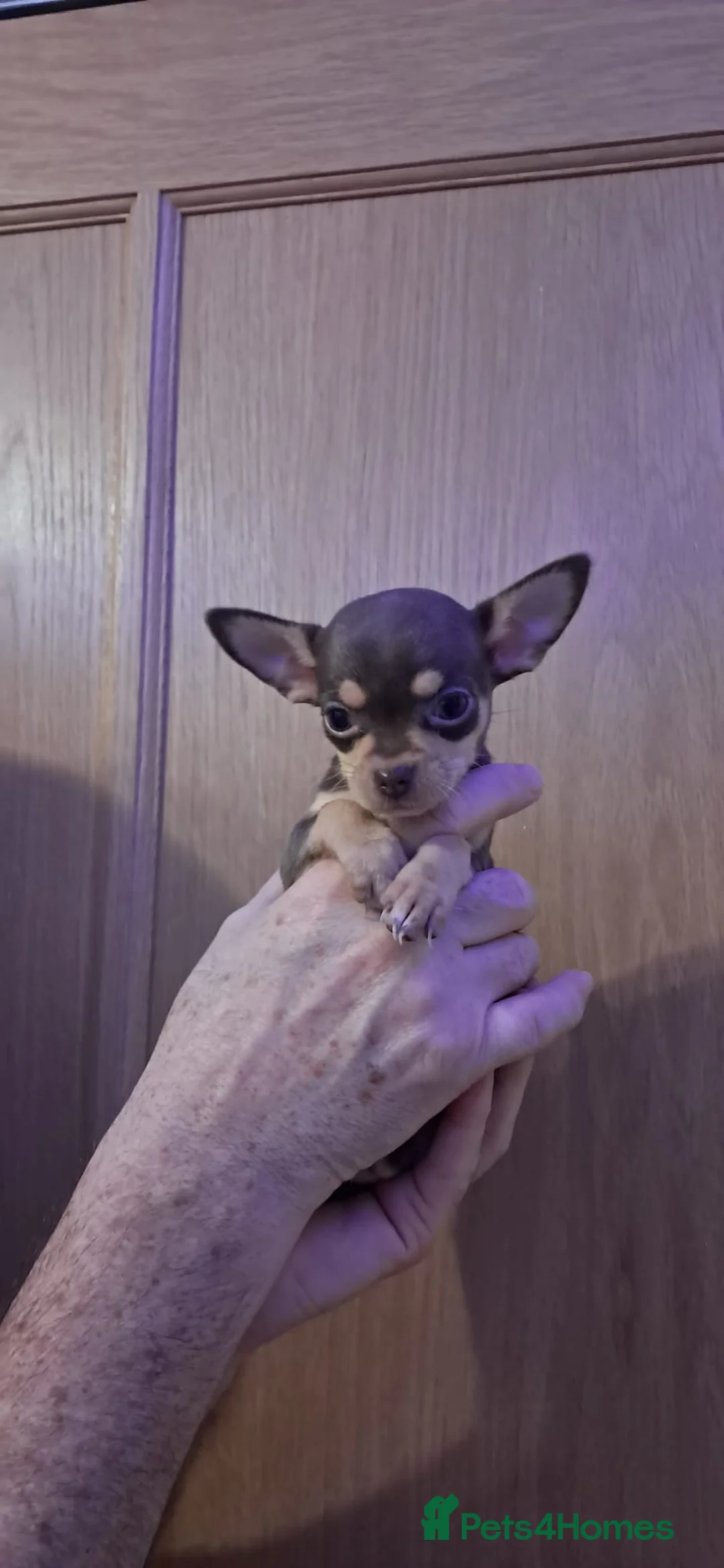 Mixed Breed dogs for sale: Beautiful Babies  - Advert 26