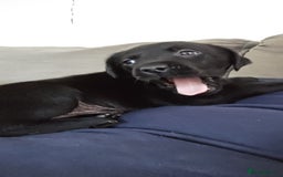 Labrador Retriever dogs for sale: Labrador  - Image 5