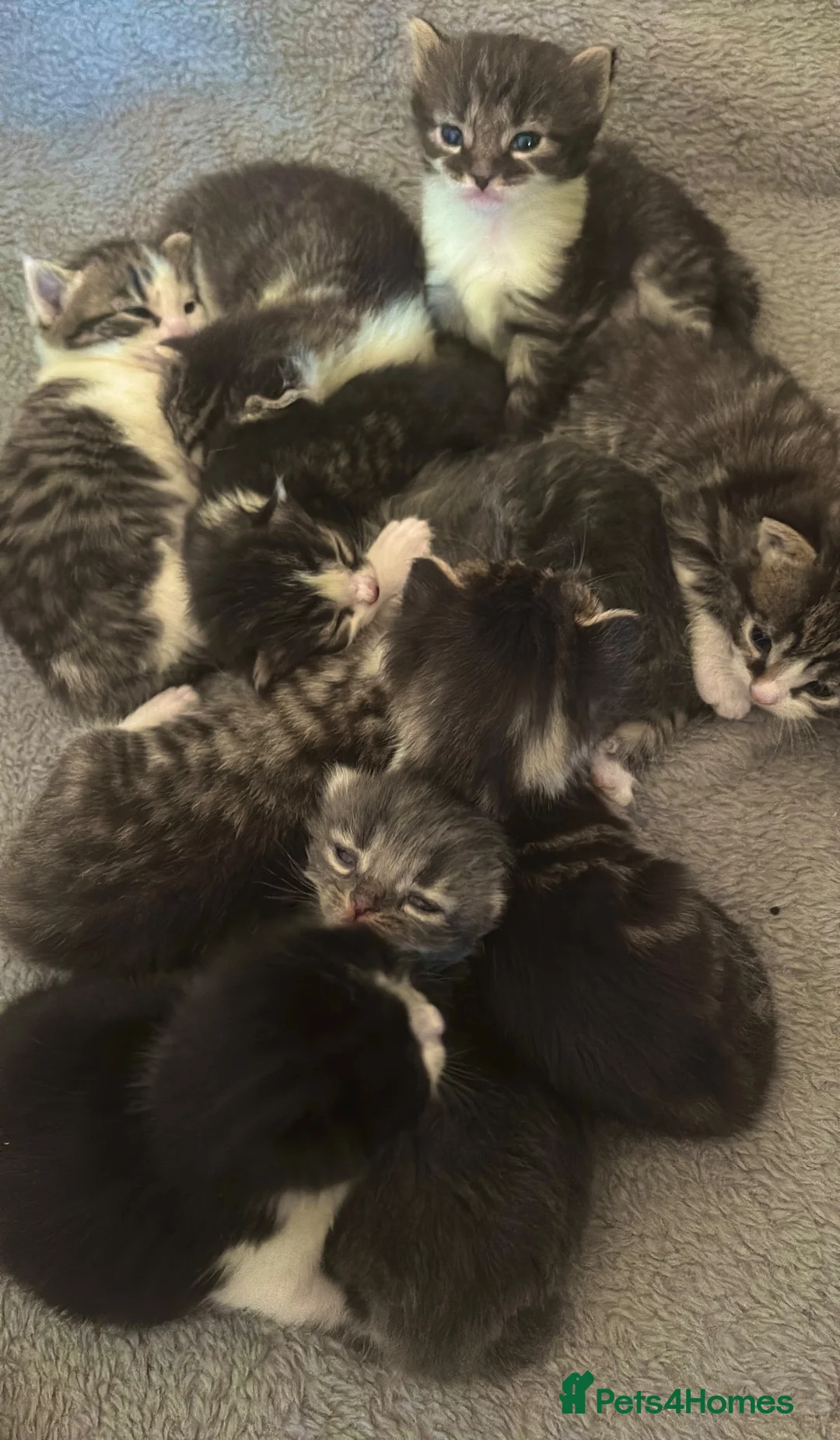 Mixed Breed cats for sale: Kittens for sale  in Milton Keynes - Advert 2