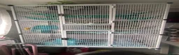 Rat rodents for sale: male rats and enclosure   in Glasgow - Advert 5