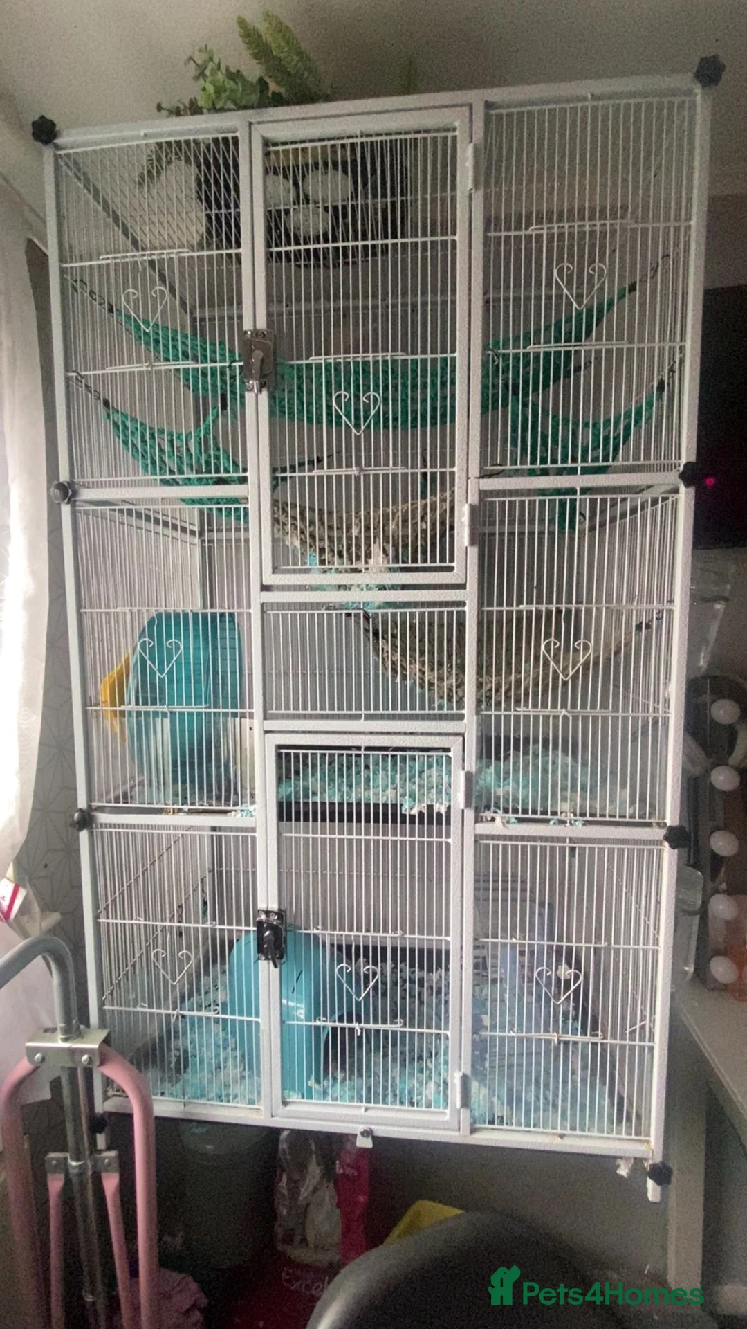 Rat rodents for sale: male rats and enclosure   in Glasgow - Advert 5