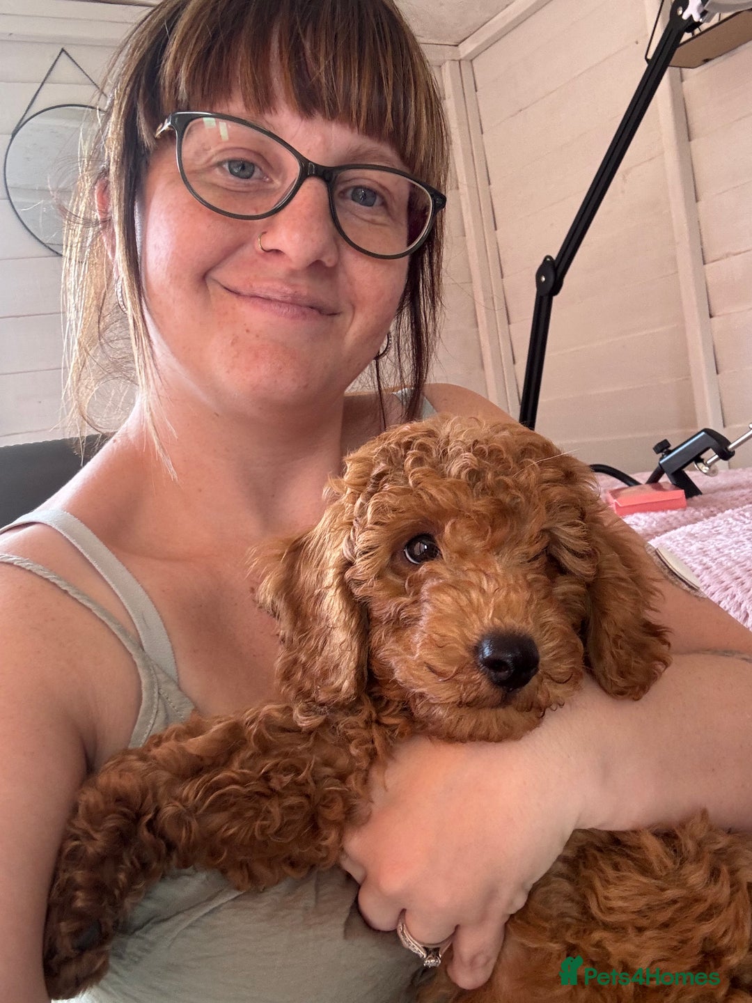 Miniature Poodle dogs for sale: KC miniature poodle  - Image 2