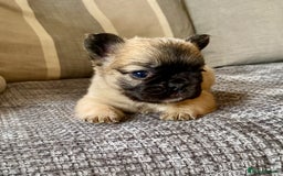 French Bulldog dogs for sale: Quality health tested/KC fluffy French bulldogs - Image 13