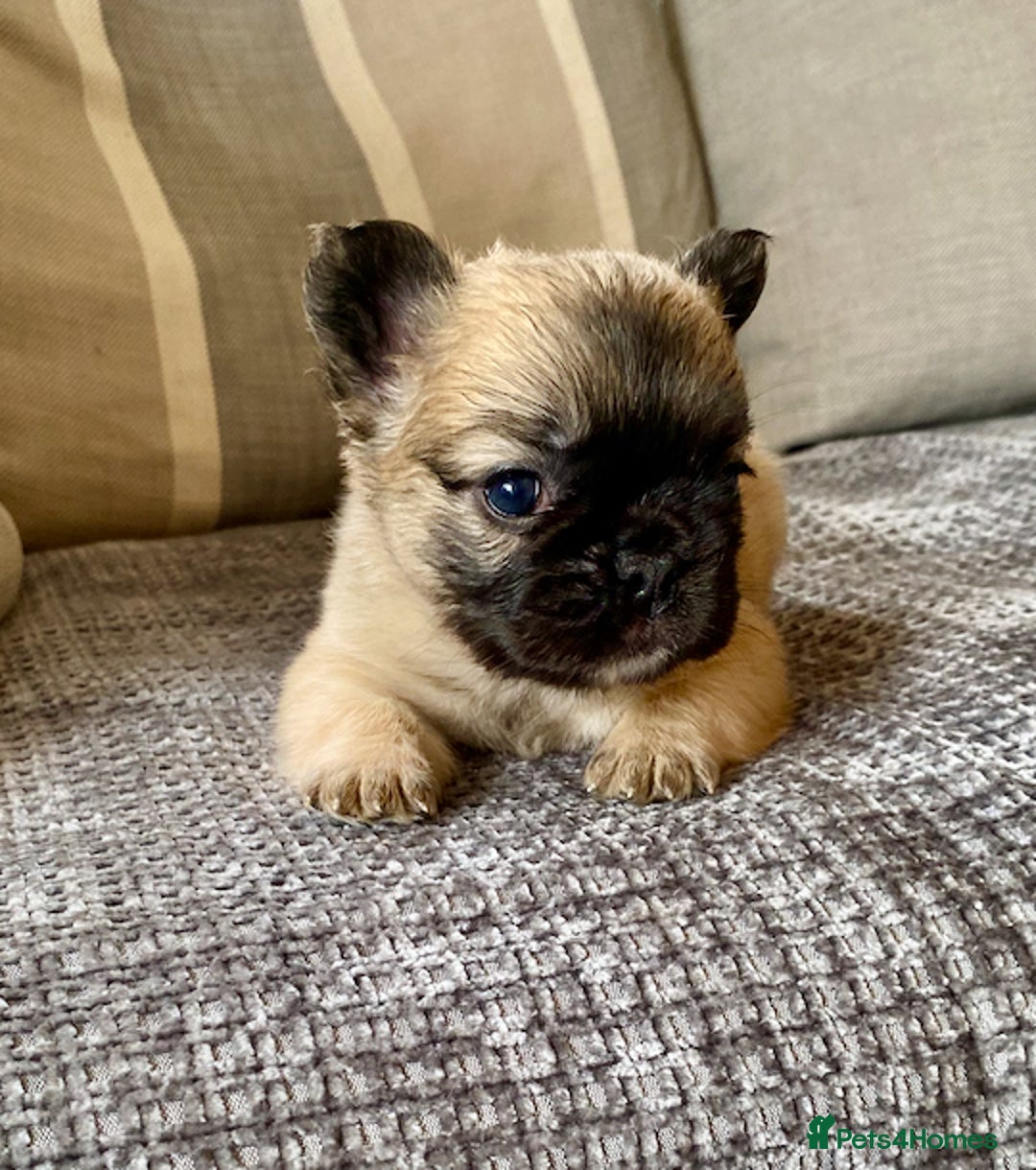 French Bulldog dogs for sale: Quality health tested/KC fluffy French bulldogs - Image 13