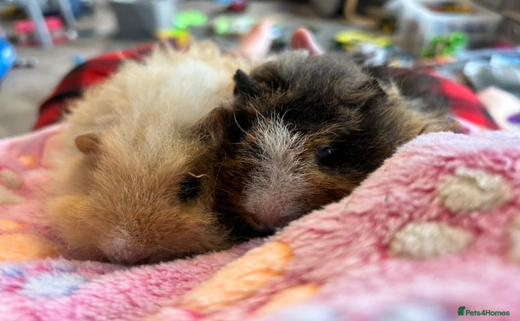 Guinea Pig rodents - Advert 2