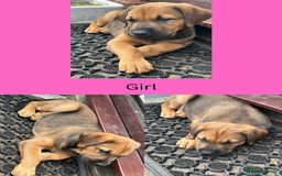Mixed Breed dogs for sale: 5 gorgeous puppies for sale.  - Image 4