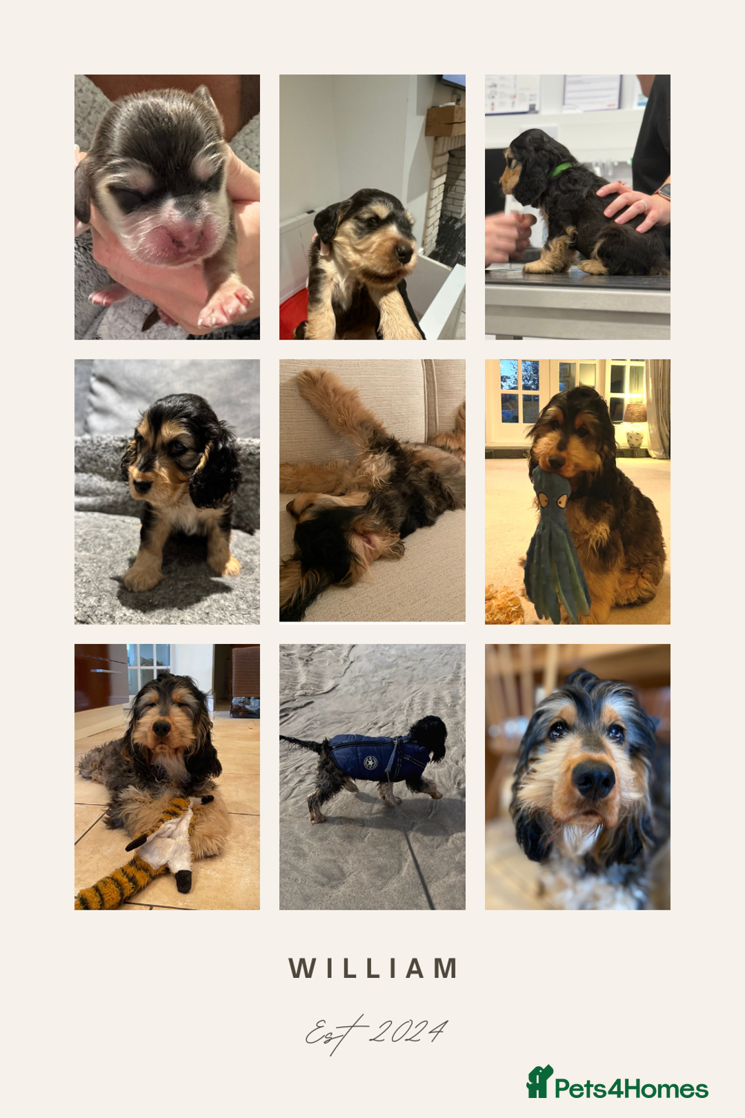 Cocker Spaniel dogs for sale: KC REG Showtype Cocker Spaniel LAST PUP ready 3/8 - Image 19