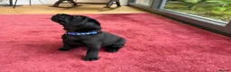 Labrador Retriever dogs for sale: Exceptional KC Reg Black Labs. Born 25 July.  in South Molton - Advert 8