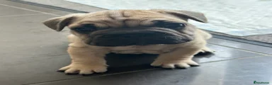 French Bulldog 1