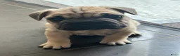 French Bulldog dogs for sale: French bulldog  - Advert 4