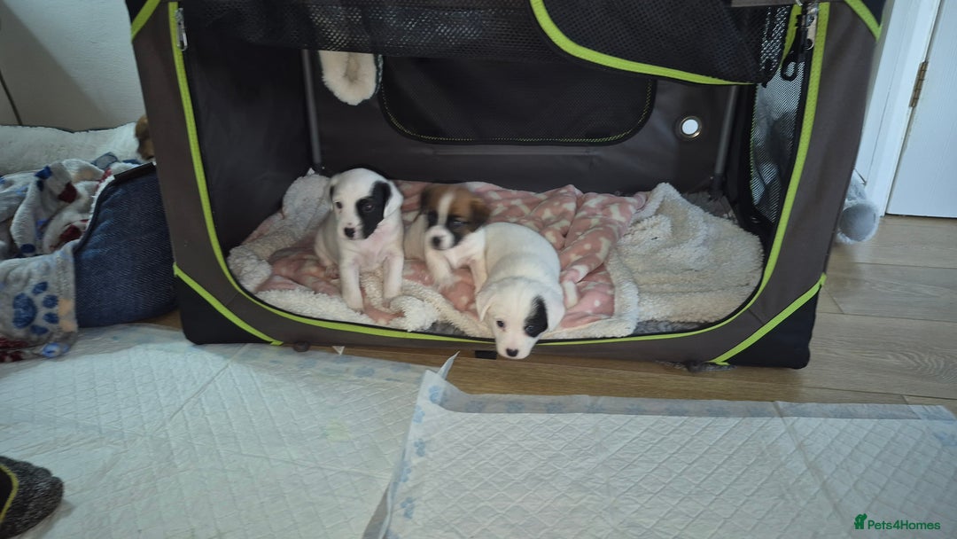 Jack Russell dogs for sale: Beautiful. Jack Russell puppies for sale - Image 10