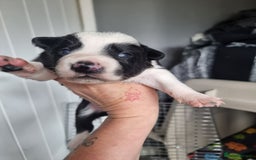 Border Collie dogs for sale: Border collie pups available  - Image 7