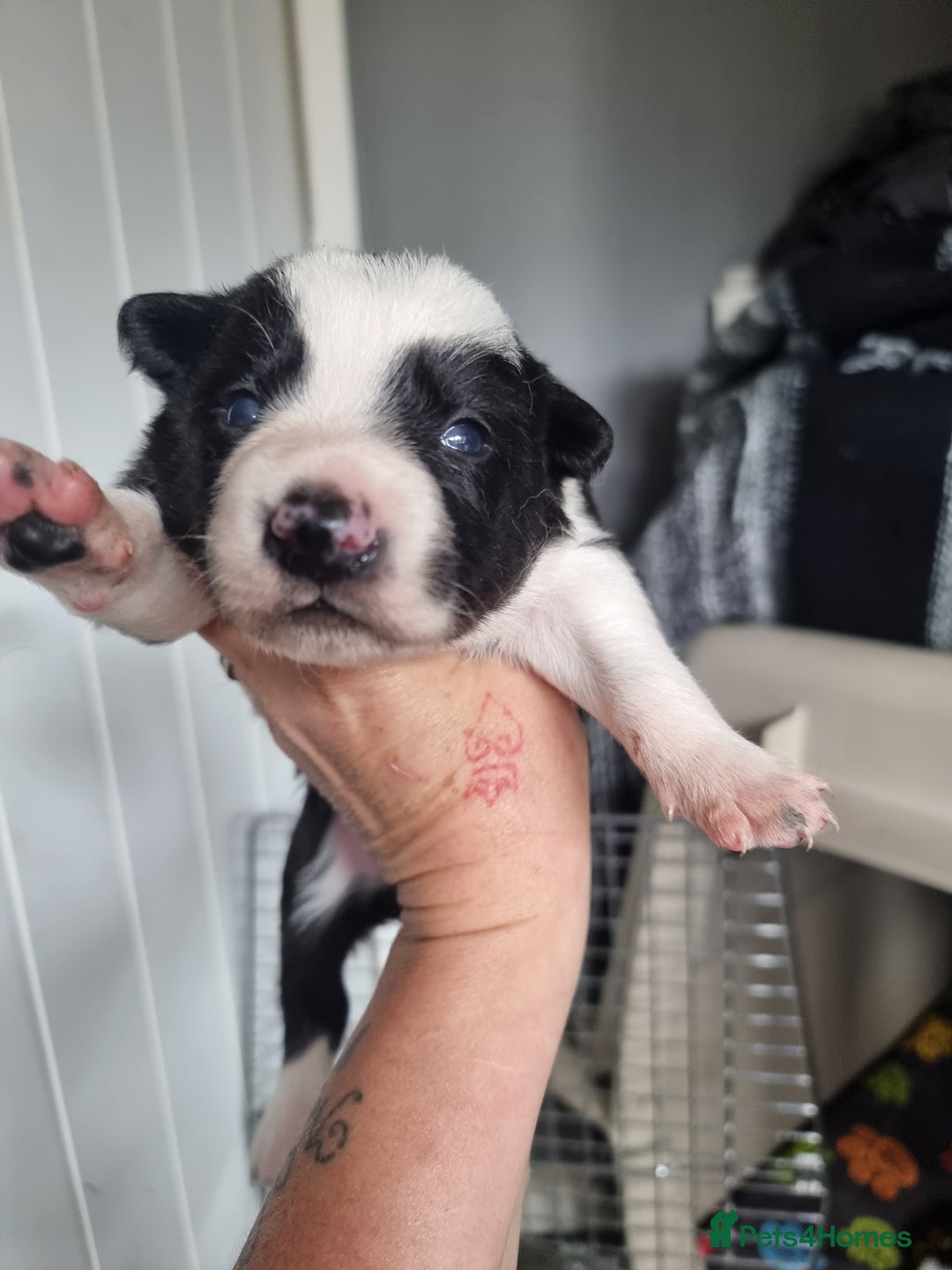 Border Collie dogs for sale: Border collie pups available  - Image 7