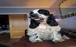 Cocker Spaniel dogs for sale: Female cocker spaniel  - Image 1