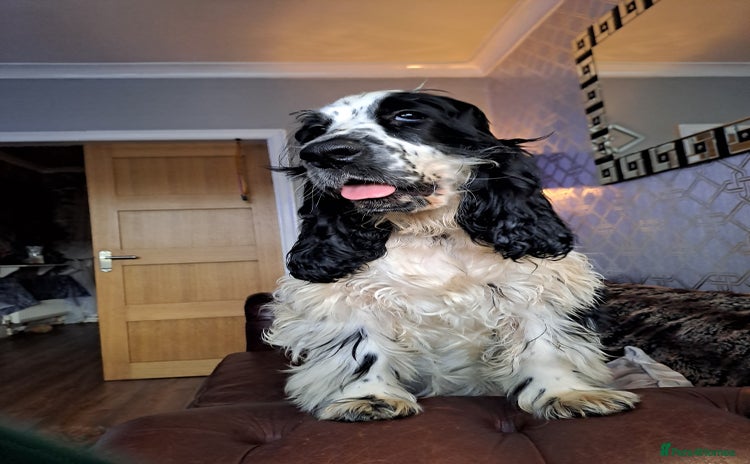 Cocker Spaniel dogs - Advert 7