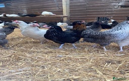 Chickens poultry for sale: POL HYBRID HENS SUPER FRIENDLY  - Image 6