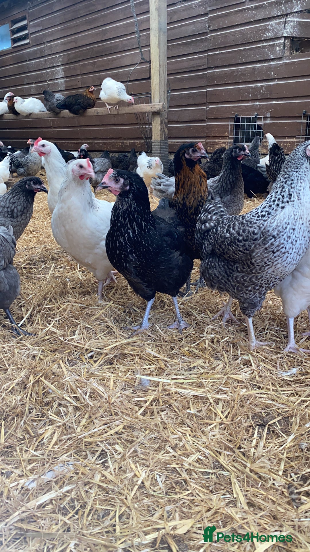 Chickens poultry for sale: POL HYBRID HENS SUPER FRIENDLY  - Image 6