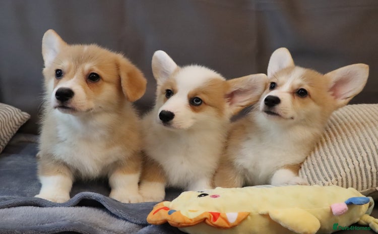 Welsh Corgi Pembroke dogs - Advert 1
