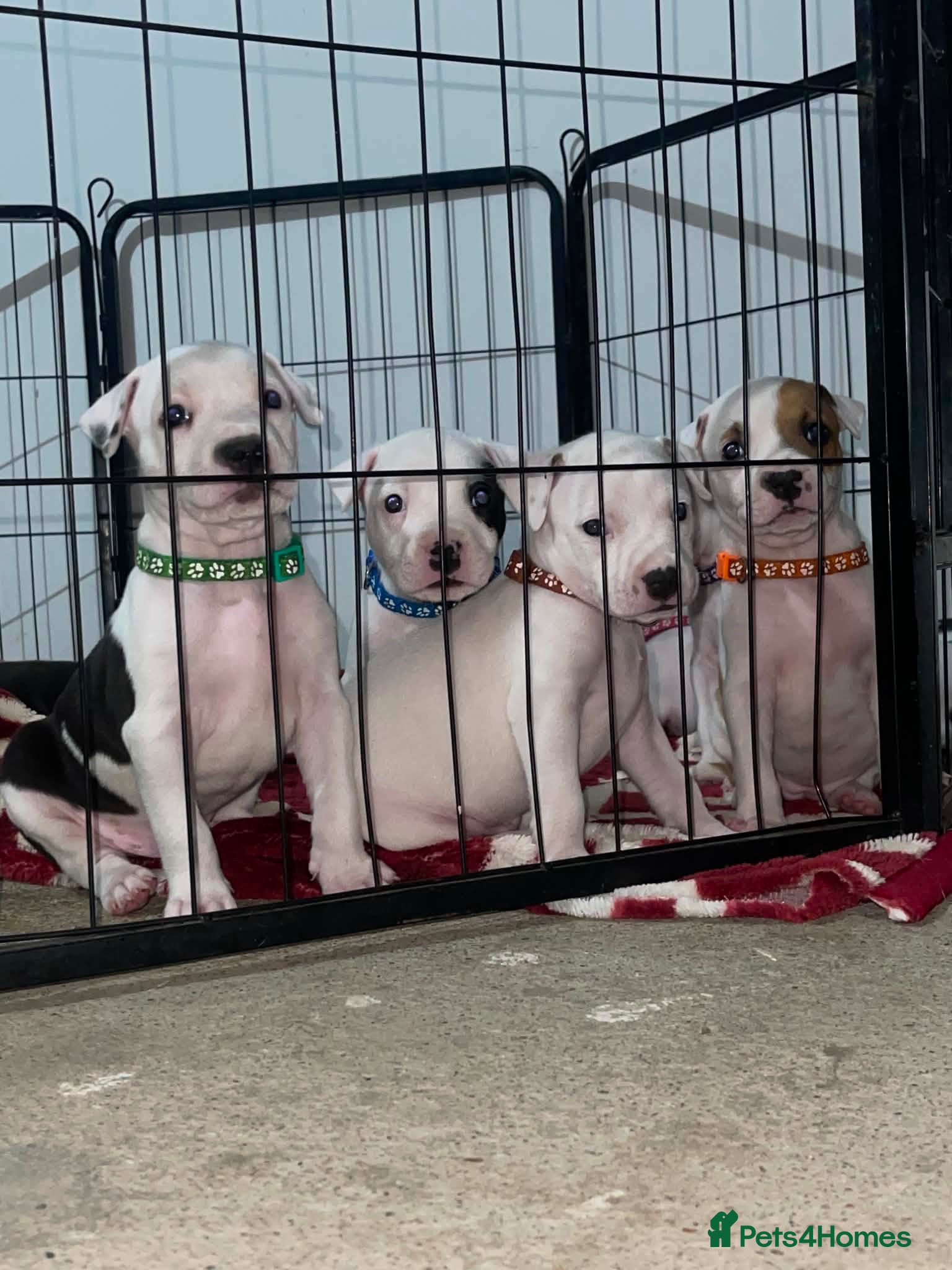 Staffordshire Bull Terrier dogs 10 beautifull blue staffy  - Advert 2