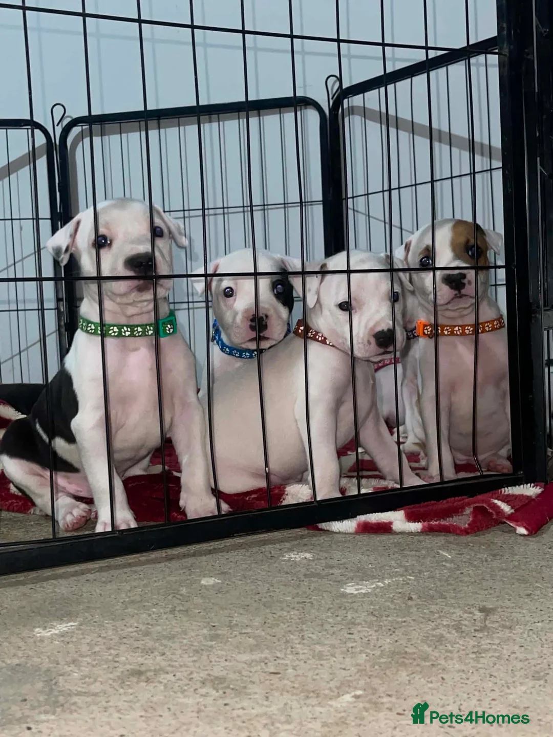 Staffordshire Bull Terrier dogs for sale: 10 beautifull blue staffy  in Stoke-on-Trent - Advert 2