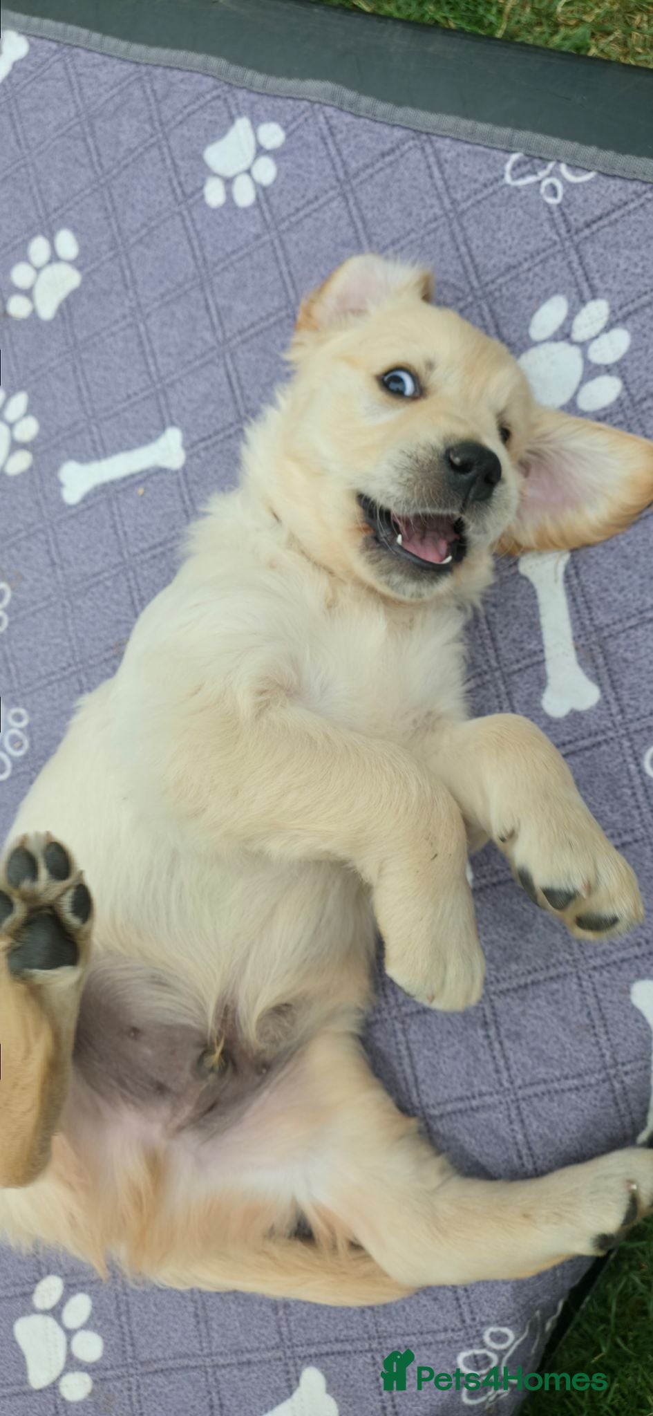 Golden Retriever dogs 5* Golden Retriver puppies - Advert 1