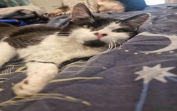British Shorthair cats for adoption: 🪙Penny🪙 for adoption, fostered in BUCKS - Image 9