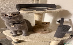 Scottish Fold cats for sale: 3 Adorable Scottish Fold Kittens🩷💙🩷 - Image 38