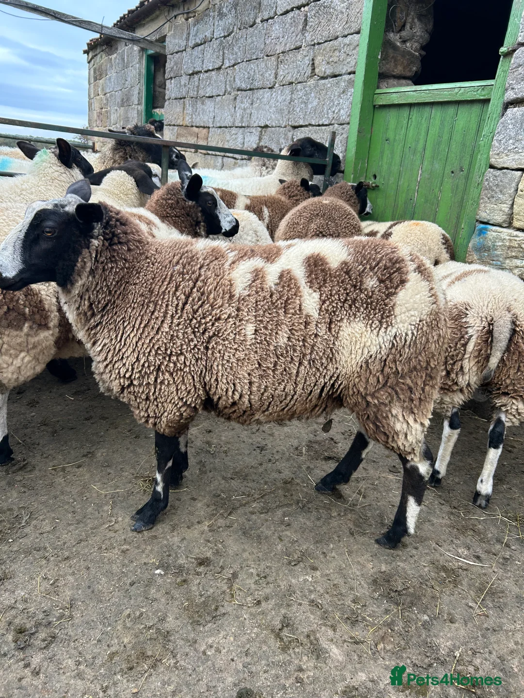 Sheep livestock for sale: Selection of graded Dutch spotted gimmer hoggs  - Advert 11