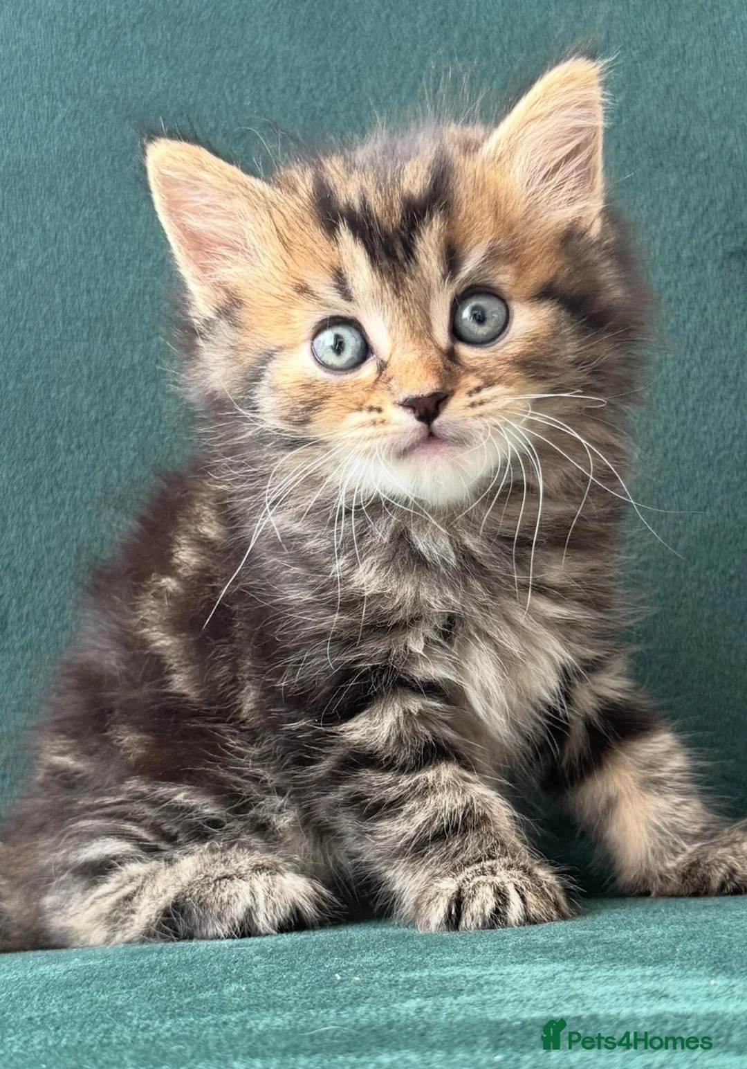 Mixed Breed cats for sale: Two fluffy kittens- FEMALE - Advert 13