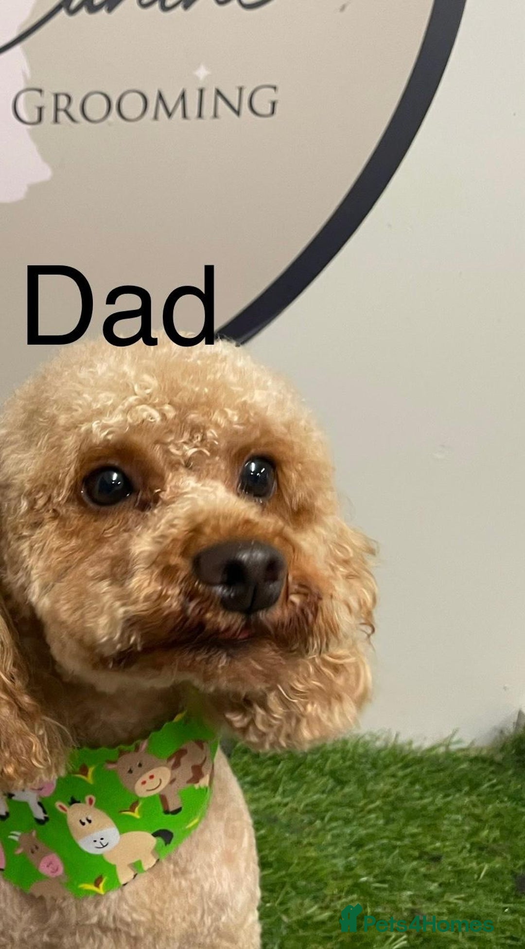 Cockapoo dogs for sale: 💛*COCKERPOO’S READY NOW in Cheshire*💛🏡 - Advert 19