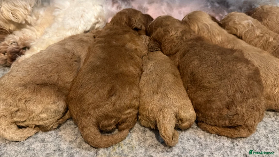 Cavachon dogs for sale: Gorgeous F1 Fox Red Cavapoochon’s  - Advert 2